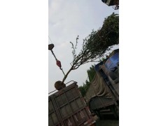 12公分高杆垂丝海棠 温江绿丽园林 高杆海棠 精品海棠树图3