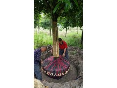 15-16公分精品八月金桂  温江绿丽园林图2