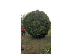 15-16公分精品八月金桂  温江绿丽园林图3