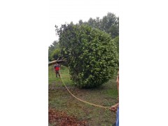 15-16公分精品八月金桂 温江绿丽园林 桂花树 桂花价格 高杆桂花图2