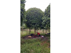 15-16公分精品八月金桂 温江绿丽园林 桂花树 桂花价格 高杆桂花图3