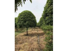 18公分八月金桂图2