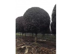 18公分大红朱砂桂图3