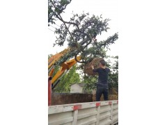 铁杆海棠造型 温江绿丽园林 电议价格 现货土球发货 园林绿化造型树价格图2