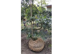 铁杆海棠造型 温江绿丽园林 电议价格 现货土球发货 园林绿化造型树价格图3