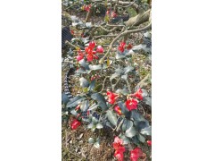 独杆贴梗海棠造型 温江绿丽园林 电议价格 园林绿化造型树销售图2