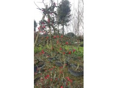 独杆贴梗海棠造型 温江绿丽园林 电议价格 园林绿化造型树销售图3