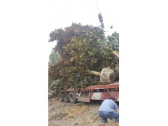广玉兰、广玉兰价格、13618056433图1