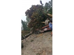 广玉兰、广玉兰价格、13618056433图2