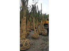 高杆大红紫薇、紫薇价格、13618056433   18215552034图1