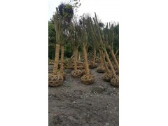 高杆大红紫薇、紫薇价格、13618056433   18215552034图2