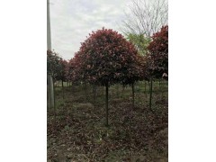 高杆红叶石楠价格 温江绿丽园林 园林绿化 四川红叶石楠树价格 电议大量现货图2