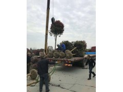 高杆红叶石楠价格 温江绿丽园林 园林绿化 四川红叶石楠树价格 电议大量现货图3