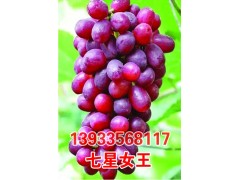 七星女王/葡萄苗图1