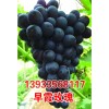 早霞玫瑰
