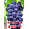 爱博新一号/葡萄苗