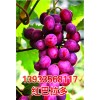 红巴拉多葡萄苗