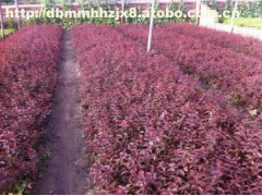 红王子锦带/红王子锦带小苗/红王子锦带营养杯苗/红王子锦带图2