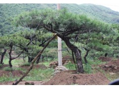 泰山景松、泰山景松价格、13505485567图1