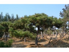 泰山景松、泰山景松价格、13505485567图3