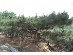 泰山景松、泰山景松价格、13505485567图3