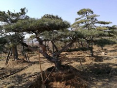 造型松、泰山造型松、造型松价格13505485567图1