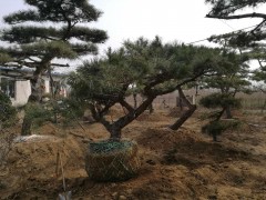 造型松、泰山造型松、造型松价格13505485567图1