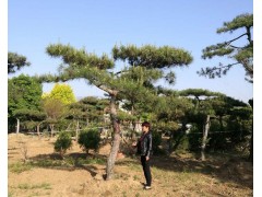 造型松、泰山造型松、造型松价格13505485567图1