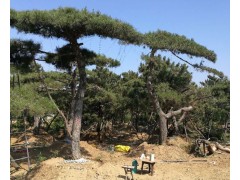 造型松、泰山造型松、造型松价格13505485567图2