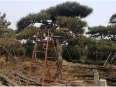造型松、泰山造型松、造型松价格13505485567图1