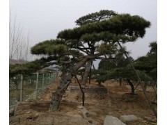 常年大量供应：泰山景松、造型松图2