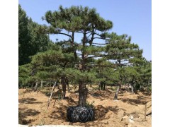 大量供应泰山景松、造型松、价格低13505485567图2