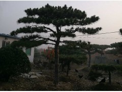 大量供应泰山景松、造型松、价格低13505485567图3