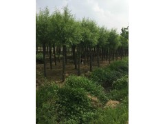 馒头柳 柳树苗 旱柳 垂柳 柳树行道树 潢川苗木基地 电议 诚信园林苗圃场图2