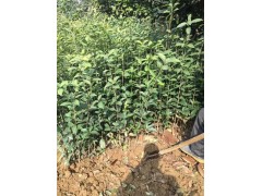 桂花苗 潢川苗木基地 诚信园林苗圃场 桂花地栽小苗大量 价格电议图2