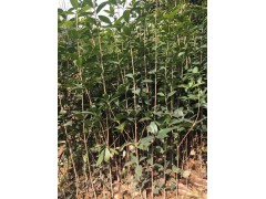 桂花苗 潢川苗木基地 诚信园林苗圃场 桂花地栽小苗大量 价格电议图3