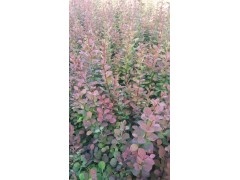 红叶小檗小苗 红叶小檗、红叶小檗价格、急售红叶小檗图2