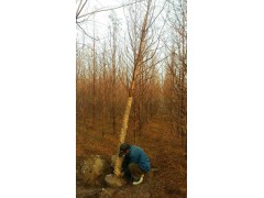 水杉 水杉带土球大量现货供应 园林绿化 公园造景树 电议 河南诚信园林苗圃场图3