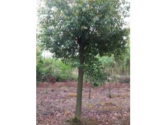 香樟 潢川苗木基地 河南诚信园林苗圃场 电议价格 园林绿化树价格图2