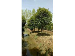 桂花  诚信苗圃场 高杆桂花 八月桂 桂花精品树图2