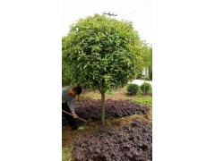 桂花  诚信苗圃场 高杆桂花 八月桂 桂花精品树图3