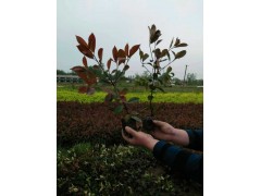 红叶石楠 红叶石楠小苗 大杯小杯 春色叶 公园绿篱小区绿化用图2