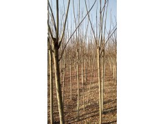 栾树 5-15公分树价格 潢川栾树基地 栾树行道树 河南诚信苗圃场图2