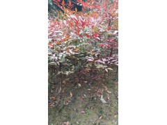 南天竹图3