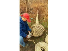 水杉 10-15公分水杉树 潢川苗木基地 诚信苗圃场 电议价格图3