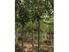 常年大量供应白玉兰、白玉兰价格13839797474图1