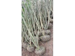 大量丛生红花紫薇、红花紫薇价格13839797474图1