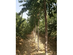 丝棉木.丝棉木6-8公分造型苗图1