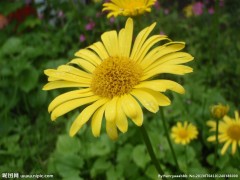 菊花种苗，凯盛宿根花卉苗圃菊花，立体花坛，13942240550图1