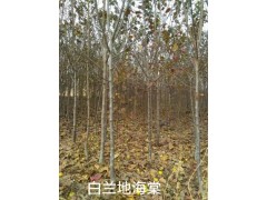 白兰地海棠报价_白兰地海棠最新的价格 吉林伊通上品园林图1